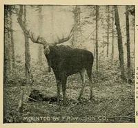 An illustration from In the Maine woods (1904)