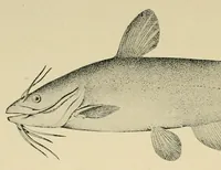 An illustration from In the Maine woods (1904)