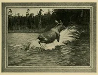 An illustration from In the Maine woods (1904)