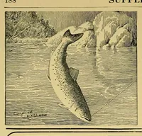An illustration from In the Maine woods (1905)