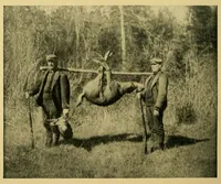 An illustration from In the Maine woods (1905)