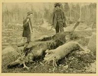 An illustration from In the Maine woods (1905)