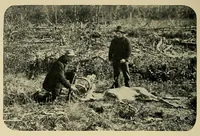 Picture 11 of 17 from In the Maine woods (1908), leaf 130