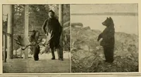 Picture 14 of 17 from In the Maine woods (1908), leaf 155