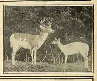 An illustration from In the Maine woods (1909)
