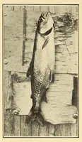 An illustration from In the Maine woods (1909)