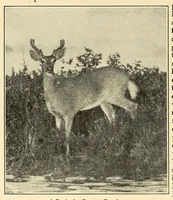 An illustration from In the Maine woods (1909)