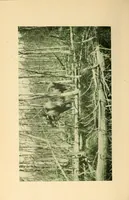 Picture 4 of 18 from In the Maine woods (1910), leaf 44
