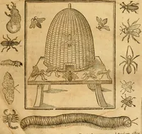 An illustration from Insectorum sive minimorum animalium theatrum: olim ab Edoardo Wottono, Conrado Gesnero, Thomaque Pennio inchoatum: tandem Tho. Movfeti Londinâtis operâ sumptibusq; maximis concinnatum, auctum, perfectum: et ad vivum expressis iconibus suprà quingentis illustratum (1634)