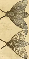 An illustration from Insectorum sive minimorum animalium theatrum: olim ab Edoardo Wottono, Conrado Gesnero, Thomaque Pennio inchoatum: tandem Tho. Movfeti Londinâtis operâ sumptibusq; maximis concinnatum, auctum, perfectum: et ad vivum expressis iconibus suprà quingentis illustratum (1634)