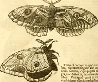 An illustration from Insectorum sive minimorum animalium theatrum: olim ab Edoardo Wottono, Conrado Gesnero, Thomaque Pennio inchoatum: tandem Tho. Movfeti Londinâtis operâ sumptibusq; maximis concinnatum, auctum, perfectum: et ad vivum expressis iconibus suprà quingentis illustratum (1634)