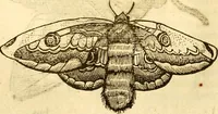 An illustration from Insectorum sive minimorum animalium theatrum: olim ab Edoardo Wottono, Conrado Gesnero, Thomaque Pennio inchoatum: tandem Tho. Movfeti Londinâtis operâ sumptibusq; maximis concinnatum, auctum, perfectum: et ad vivum expressis iconibus suprà quingentis illustratum (1634)
