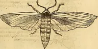 An illustration from Insectorum sive minimorum animalium theatrum: olim ab Edoardo Wottono, Conrado Gesnero, Thomaque Pennio inchoatum: tandem Tho. Movfeti Londinâtis operâ sumptibusq; maximis concinnatum, auctum, perfectum: et ad vivum expressis iconibus suprà quingentis illustratum (1634)