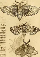 An illustration from Insectorum sive minimorum animalium theatrum: olim ab Edoardo Wottono, Conrado Gesnero, Thomaque Pennio inchoatum: tandem Tho. Movfeti Londinâtis operâ sumptibusq; maximis concinnatum, auctum, perfectum: et ad vivum expressis iconibus suprà quingentis illustratum (1634)