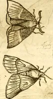 An illustration from Insectorum sive minimorum animalium theatrum: olim ab Edoardo Wottono, Conrado Gesnero, Thomaque Pennio inchoatum: tandem Tho. Movfeti Londinâtis operâ sumptibusq; maximis concinnatum, auctum, perfectum: et ad vivum expressis iconibus suprà quingentis illustratum (1634)