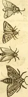 An illustration from Insectorum sive minimorum animalium theatrum: olim ab Edoardo Wottono, Conrado Gesnero, Thomaque Pennio inchoatum: tandem Tho. Movfeti Londinâtis operâ sumptibusq; maximis concinnatum, auctum, perfectum: et ad vivum expressis iconibus suprà quingentis illustratum (1634)