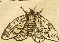 An illustration from Insectorum sive minimorum animalium theatrum: olim ab Edoardo Wottono, Conrado Gesnero, Thomaque Pennio inchoatum: tandem Tho. Movfeti Londinâtis operâ sumptibusq; maximis concinnatum, auctum, perfectum: et ad vivum expressis iconibus suprà quingentis illustratum (1634)