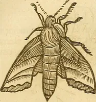 An illustration from Insectorum sive minimorum animalium theatrum: olim ab Edoardo Wottono, Conrado Gesnero, Thomaque Pennio inchoatum: tandem Tho. Movfeti Londinâtis operâ sumptibusq; maximis concinnatum, auctum, perfectum: et ad vivum expressis iconibus suprà quingentis illustratum (1634)