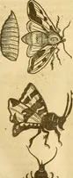 Picture 40 of 184 from Insectorum sive minimorum animalium theatrum: olim ab Edoardo Wottono, Conrado Gesnero, Thomaque Pennio inchoatum: tandem Tho. Movfeti Londinâtis operâ sumptibusq; maximis concinnatum, auctum, perfectum: et ad vivum expressis iconibus suprà quingentis illustratum (1634), leaf 122
