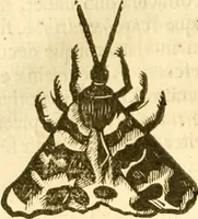 Picture 41 of 184 from Insectorum sive minimorum animalium theatrum: olim ab Edoardo Wottono, Conrado Gesnero, Thomaque Pennio inchoatum: tandem Tho. Movfeti Londinâtis operâ sumptibusq; maximis concinnatum, auctum, perfectum: et ad vivum expressis iconibus suprà quingentis illustratum (1634), leaf 123