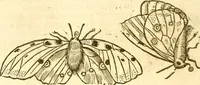 An illustration from Insectorum sive minimorum animalium theatrum: olim ab Edoardo Wottono, Conrado Gesnero, Thomaque Pennio inchoatum: tandem Tho. Movfeti Londinâtis operâ sumptibusq; maximis concinnatum, auctum, perfectum: et ad vivum expressis iconibus suprà quingentis illustratum (1634)
