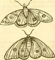 An illustration from Insectorum sive minimorum animalium theatrum: olim ab Edoardo Wottono, Conrado Gesnero, Thomaque Pennio inchoatum: tandem Tho. Movfeti Londinâtis operâ sumptibusq; maximis concinnatum, auctum, perfectum: et ad vivum expressis iconibus suprà quingentis illustratum (1634)