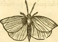 Picture 44 of 184 from Insectorum sive minimorum animalium theatrum: olim ab Edoardo Wottono, Conrado Gesnero, Thomaque Pennio inchoatum: tandem Tho. Movfeti Londinâtis operâ sumptibusq; maximis concinnatum, auctum, perfectum: et ad vivum expressis iconibus suprà quingentis illustratum (1634), leaf 123