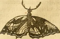 An illustration from Insectorum sive minimorum animalium theatrum: olim ab Edoardo Wottono, Conrado Gesnero, Thomaque Pennio inchoatum: tandem Tho. Movfeti Londinâtis operâ sumptibusq; maximis concinnatum, auctum, perfectum: et ad vivum expressis iconibus suprà quingentis illustratum (1634)