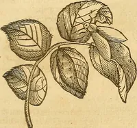 An illustration from Insectorum sive minimorum animalium theatrum: olim ab Edoardo Wottono, Conrado Gesnero, Thomaque Pennio inchoatum: tandem Tho. Movfeti Londinâtis operâ sumptibusq; maximis concinnatum, auctum, perfectum: et ad vivum expressis iconibus suprà quingentis illustratum (1634)