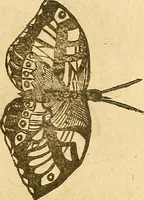An illustration from Insectorum sive minimorum animalium theatrum: olim ab Edoardo Wottono, Conrado Gesnero, Thomaque Pennio inchoatum: tandem Tho. Movfeti Londinâtis operâ sumptibusq; maximis concinnatum, auctum, perfectum: et ad vivum expressis iconibus suprà quingentis illustratum (1634)