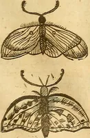 Picture 49 of 184 from Insectorum sive minimorum animalium theatrum: olim ab Edoardo Wottono, Conrado Gesnero, Thomaque Pennio inchoatum: tandem Tho. Movfeti Londinâtis operâ sumptibusq; maximis concinnatum, auctum, perfectum: et ad vivum expressis iconibus suprà quingentis illustratum (1634), leaf 124