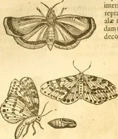 An illustration from Insectorum sive minimorum animalium theatrum: olim ab Edoardo Wottono, Conrado Gesnero, Thomaque Pennio inchoatum: tandem Tho. Movfeti Londinâtis operâ sumptibusq; maximis concinnatum, auctum, perfectum: et ad vivum expressis iconibus suprà quingentis illustratum (1634)