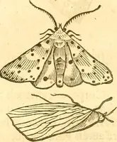 An illustration from Insectorum sive minimorum animalium theatrum: olim ab Edoardo Wottono, Conrado Gesnero, Thomaque Pennio inchoatum: tandem Tho. Movfeti Londinâtis operâ sumptibusq; maximis concinnatum, auctum, perfectum: et ad vivum expressis iconibus suprà quingentis illustratum (1634)