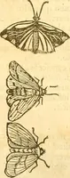 An illustration from Insectorum sive minimorum animalium theatrum: olim ab Edoardo Wottono, Conrado Gesnero, Thomaque Pennio inchoatum: tandem Tho. Movfeti Londinâtis operâ sumptibusq; maximis concinnatum, auctum, perfectum: et ad vivum expressis iconibus suprà quingentis illustratum (1634)