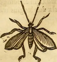 An illustration from Insectorum sive minimorum animalium theatrum: olim ab Edoardo Wottono, Conrado Gesnero, Thomaque Pennio inchoatum: tandem Tho. Movfeti Londinâtis operâ sumptibusq; maximis concinnatum, auctum, perfectum: et ad vivum expressis iconibus suprà quingentis illustratum (1634)
