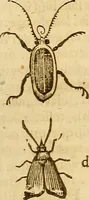 Picture 54 of 184 from Insectorum sive minimorum animalium theatrum: olim ab Edoardo Wottono, Conrado Gesnero, Thomaque Pennio inchoatum: tandem Tho. Movfeti Londinâtis operâ sumptibusq; maximis concinnatum, auctum, perfectum: et ad vivum expressis iconibus suprà quingentis illustratum (1634), leaf 126