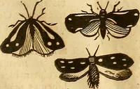 Picture 55 of 184 from Insectorum sive minimorum animalium theatrum: olim ab Edoardo Wottono, Conrado Gesnero, Thomaque Pennio inchoatum: tandem Tho. Movfeti Londinâtis operâ sumptibusq; maximis concinnatum, auctum, perfectum: et ad vivum expressis iconibus suprà quingentis illustratum (1634), leaf 126
