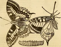 An illustration from Insectorum sive minimorum animalium theatrum: olim ab Edoardo Wottono, Conrado Gesnero, Thomaque Pennio inchoatum: tandem Tho. Movfeti Londinâtis operâ sumptibusq; maximis concinnatum, auctum, perfectum: et ad vivum expressis iconibus suprà quingentis illustratum (1634)