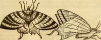 An illustration from Insectorum sive minimorum animalium theatrum: olim ab Edoardo Wottono, Conrado Gesnero, Thomaque Pennio inchoatum: tandem Tho. Movfeti Londinâtis operâ sumptibusq; maximis concinnatum, auctum, perfectum: et ad vivum expressis iconibus suprà quingentis illustratum (1634)