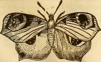 Picture 59 of 184 from Insectorum sive minimorum animalium theatrum: olim ab Edoardo Wottono, Conrado Gesnero, Thomaque Pennio inchoatum: tandem Tho. Movfeti Londinâtis operâ sumptibusq; maximis concinnatum, auctum, perfectum: et ad vivum expressis iconibus suprà quingentis illustratum (1634), leaf 128