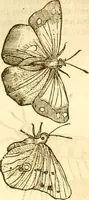 An illustration from Insectorum sive minimorum animalium theatrum: olim ab Edoardo Wottono, Conrado Gesnero, Thomaque Pennio inchoatum: tandem Tho. Movfeti Londinâtis operâ sumptibusq; maximis concinnatum, auctum, perfectum: et ad vivum expressis iconibus suprà quingentis illustratum (1634)