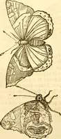 An illustration from Insectorum sive minimorum animalium theatrum: olim ab Edoardo Wottono, Conrado Gesnero, Thomaque Pennio inchoatum: tandem Tho. Movfeti Londinâtis operâ sumptibusq; maximis concinnatum, auctum, perfectum: et ad vivum expressis iconibus suprà quingentis illustratum (1634)