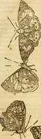 An illustration from Insectorum sive minimorum animalium theatrum: olim ab Edoardo Wottono, Conrado Gesnero, Thomaque Pennio inchoatum: tandem Tho. Movfeti Londinâtis operâ sumptibusq; maximis concinnatum, auctum, perfectum: et ad vivum expressis iconibus suprà quingentis illustratum (1634)