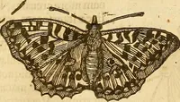 An illustration from Insectorum sive minimorum animalium theatrum: olim ab Edoardo Wottono, Conrado Gesnero, Thomaque Pennio inchoatum: tandem Tho. Movfeti Londinâtis operâ sumptibusq; maximis concinnatum, auctum, perfectum: et ad vivum expressis iconibus suprà quingentis illustratum (1634)