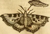 An illustration from Insectorum sive minimorum animalium theatrum: olim ab Edoardo Wottono, Conrado Gesnero, Thomaque Pennio inchoatum: tandem Tho. Movfeti Londinâtis operâ sumptibusq; maximis concinnatum, auctum, perfectum: et ad vivum expressis iconibus suprà quingentis illustratum (1634)