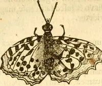 An illustration from Insectorum sive minimorum animalium theatrum: olim ab Edoardo Wottono, Conrado Gesnero, Thomaque Pennio inchoatum: tandem Tho. Movfeti Londinâtis operâ sumptibusq; maximis concinnatum, auctum, perfectum: et ad vivum expressis iconibus suprà quingentis illustratum (1634)