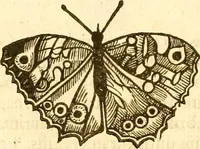 An illustration from Insectorum sive minimorum animalium theatrum: olim ab Edoardo Wottono, Conrado Gesnero, Thomaque Pennio inchoatum: tandem Tho. Movfeti Londinâtis operâ sumptibusq; maximis concinnatum, auctum, perfectum: et ad vivum expressis iconibus suprà quingentis illustratum (1634)