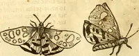 An illustration from Insectorum sive minimorum animalium theatrum: olim ab Edoardo Wottono, Conrado Gesnero, Thomaque Pennio inchoatum: tandem Tho. Movfeti Londinâtis operâ sumptibusq; maximis concinnatum, auctum, perfectum: et ad vivum expressis iconibus suprà quingentis illustratum (1634)