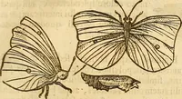 An illustration from Insectorum sive minimorum animalium theatrum: olim ab Edoardo Wottono, Conrado Gesnero, Thomaque Pennio inchoatum: tandem Tho. Movfeti Londinâtis operâ sumptibusq; maximis concinnatum, auctum, perfectum: et ad vivum expressis iconibus suprà quingentis illustratum (1634)