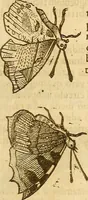 Picture 71 of 184 from Insectorum sive minimorum animalium theatrum: olim ab Edoardo Wottono, Conrado Gesnero, Thomaque Pennio inchoatum: tandem Tho. Movfeti Londinâtis operâ sumptibusq; maximis concinnatum, auctum, perfectum: et ad vivum expressis iconibus suprà quingentis illustratum (1634), leaf 132
